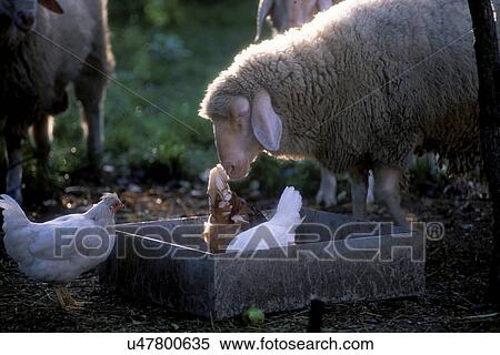 Stock Photography - calf, animal, burgenland, back light, austria, chicken, agriculture. Fotosearch