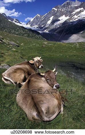calmness, beef, calm, bovinae, Bernhard, animals View Large Photo Image Stock Photo - calmness, beef, calm, bovinae, Bernhard, animals. Fotosearch