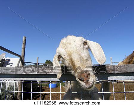 Stock Photo - capra, dupuis, day, captivity, animals. Fotosearch