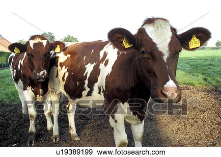 Stock Photo - cattle, beef, brown, bovinae, Bernhard, animals. Fotosearch