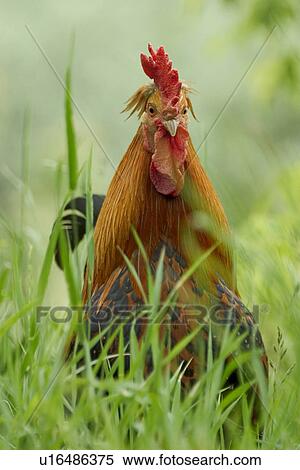 Stock Photography - chicken, animals, brown, bird, aves, alfred. Fotosearch