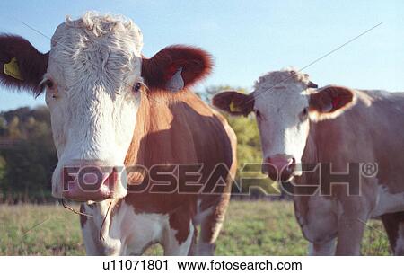 CLOSE, body, cattle, brown, bovinae, animals View Large Photo Image Stock Image - CLOSE, body, cattle, brown, bovinae, animals. Fotosearch