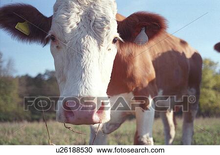 Stock Image - CLOSE, body, cattle, brown, bovinae, animals. Fotosearch