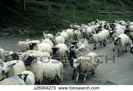 cornets, eingepfercht, enclosure, fence, herd of sheep, inchigeelagh View Large Photo Image Stock Image - cornets, eingepfercht, enclosure, fence, herd of sheep, inchigeelagh. Fotosearch