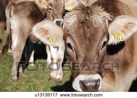 cow, animal, cattle, breed, animals, cows, agriculture View Large Photo Image Stock Photo - cow, animal, cattle, breed, animals, cows, agriculture. Fotosearch