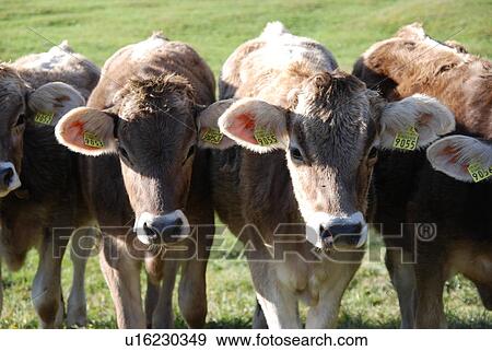Stock Photo - cow, animal, cattle, breed, animals, cows, agriculture. Fotosearch