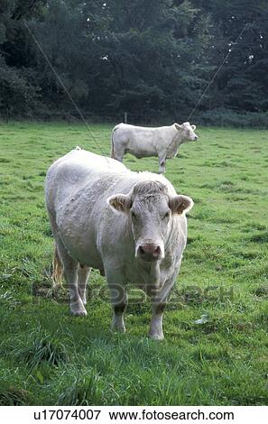 Stock Photo - cow, beef, cattle, bovinae, Bernhard, animals. Fotosearch