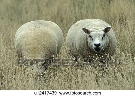 Stock Photo - felder, acre, ammon, animals. Fotosearch