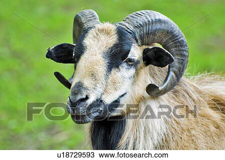 Stock Image - fur, coat, skin, pelt, billy goat, goat, buck. Fotosearch