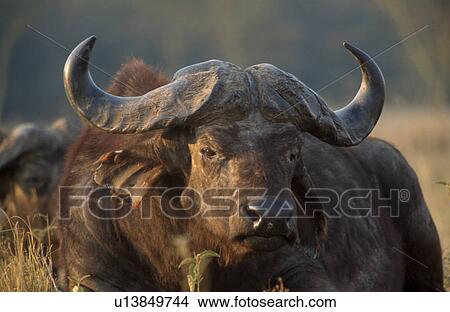 Picture - horntraeger, african, African, animal portrait, buffalo, bulle, caffer. Fotosearch