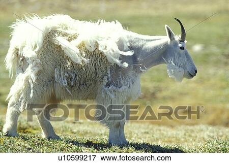 horntraeger, americanus, animals, bergziege View Large Photo Image Stock Photo - horntraeger, americanus, animals, bergziege. Fotosearch