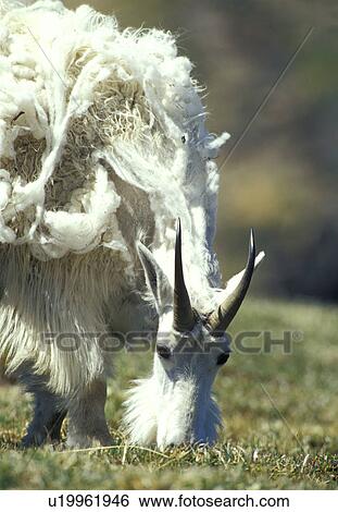 horntraeger, americanus, animals, bergziege, bovidae View Large Photo Image Stock Photograph - horntraeger, americanus, animals, bergziege, bovidae. Fotosearch