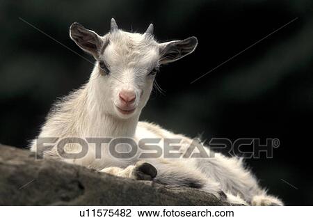 Stock Image - horntraeger, animals, black, bovidae, capra. Fotosearch