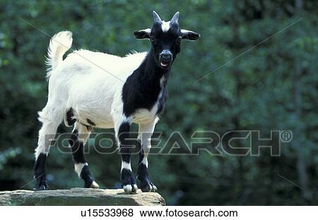 Stock Photo - horntraeger, animals, black, bovidae. Fotosearch