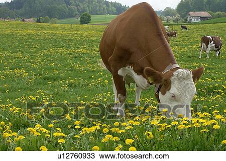 horntraeger, rasen, agriculture, baurn, berne, blades, blades of grass View Large Photo Image Stock Image - horntraeger, rasen, agriculture, baurn, berne, blades, blades of grass. Fotosearch