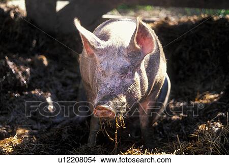 Picture - mist, austria, calf, curiosity, dirt, farm, funny. Fotosearch