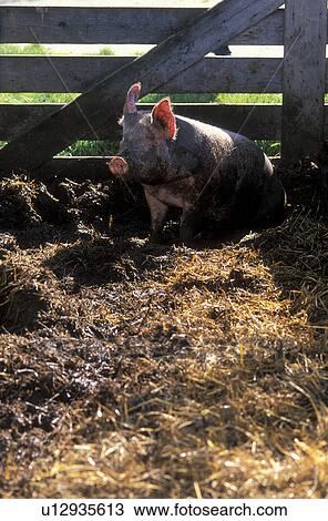 Stock Image - mist, austria, calf, curiosity, dirt, farm, fence. Fotosearch