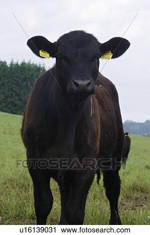 outdoors, bio, cow, kuherde, agriculture, moorlands, curiosity View Large Photo Image Stock Image - outdoors, bio, cow, kuherde, agriculture, moorlands, curiosity. Fotosearch