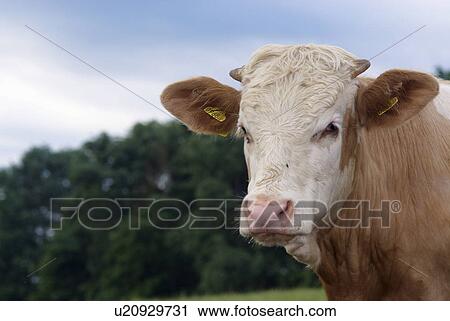 Stock Image - outdoors, bio, cow, kuherde, agriculture, moorlands, curiosity. Fotosearch