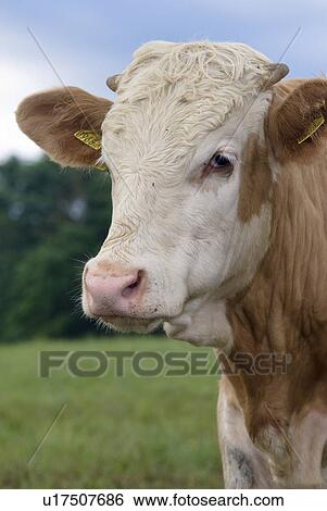 Stock Photograph - outdoors, bio, cow, kuherde, agriculture, moorlands, curiosity. Fotosearch