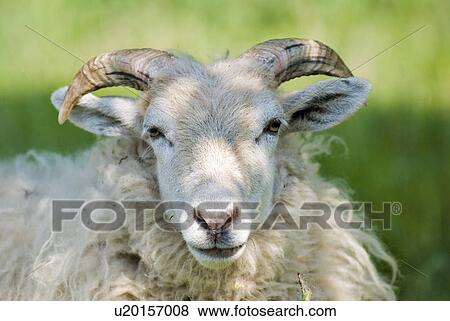 Stock Photo - ram, skin, sheep, buck, animal, production animal, farm animal. Fotosearch