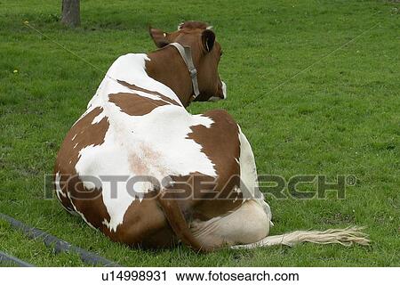 rasen, horntraeger, agriculture, baurn, berne, blades, blades of grass View Large Photo Image Stock Image - rasen, horntraeger, agriculture, baurn, berne, blades, blades of grass. Fotosearch