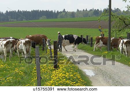 Stock Image - rasen, horntraeger, agriculture, baurn, berne, blades, blades of grass. Fotosearch