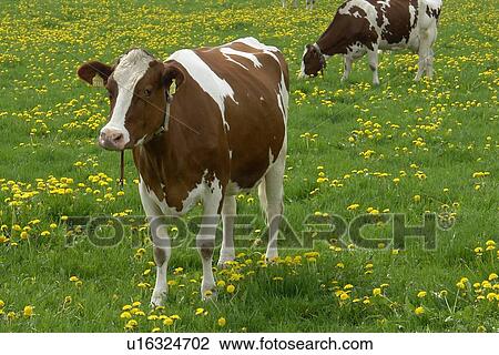 Stock Image - rasen, horntraeger, agriculture, baurn, berne, blades, blades of grass. Fotosearch