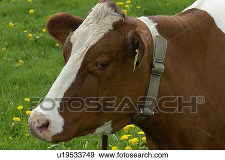 Stock Photo - rasen, horntraeger, agriculture, baurn, berne, blades, blades of grass. Fotosearch
