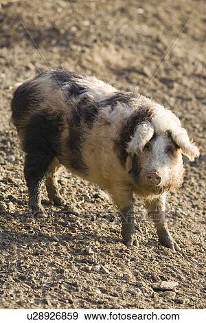 stock, tierportraits, agribusiness, agricultural, agriculture, agroindustry, alfred View Large Photo Image Stock Photo - stock, tierportraits, agribusiness, agricultural, agriculture, agroindustry, alfred. Fotosearch