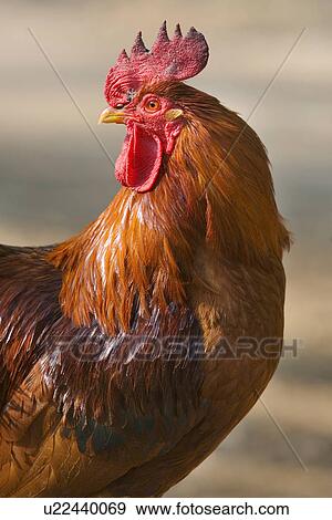 tierportraits, alfred, animal, animal portrait, animals, bauernhaeuser View Large Photo Image Stock Photo - tierportraits, alfred, animal, animal portrait, animals, bauernhaeuser. Fotosearch