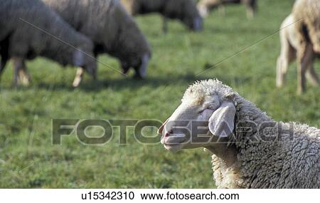 weide, agriculture, animal, austria, calf, curiosity, graze View Large Photo Image Stock Image - weide, agriculture, animal, austria, calf, curiosity, graze. Fotosearch