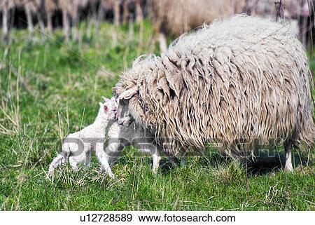 Stock Photo - weide, agriculture, animal breeding, Easter, farm animal, frank. Fotosearch