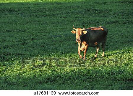 Stock Photo - weide, lichtstreifen, agriculture, animal husbandry, animals, austria, bio. Fotosearch