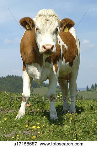 Stock Photo - wiesen, almweiden, weide, weidevieh, weidetier, stock, almwiese. Fotosearch