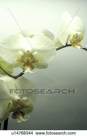 Picture - Bernhard, blossom, blooms, bloom, abloom. Fotosearch