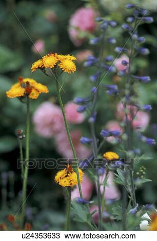 Bernhard, blossom, blooms, bloom, abloom View Large Photo Image Stock Image - Bernhard, blossom, blooms, bloom, abloom. Fotosearch