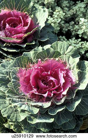 Bernhard, brassica, cabbage, collard, cow, day View Large Photo Image Stock Photo - Bernhard, brassica, cabbage, collard, cow, day. Fotosearch