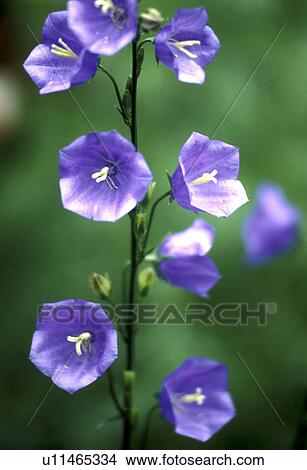 bloom, Bell, Bernhard, bellflowers, bellflower, abloom View Large Photo Image Picture - bloom, Bell, Bernhard, bellflowers, bellflower, abloom. Fotosearch
