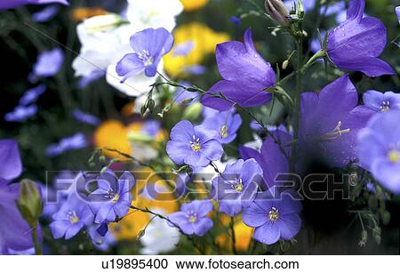 Stock Image - bloom, Bell, Bernhard, bellflowers, bellflower, abloom. Fotosearch