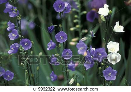 bloom, Bell, Bernhard, bellflowers, bellflower, abloom View Large Photo Image Stock Image - bloom, Bell, Bernhard, bellflowers, bellflower, abloom. Fotosearch