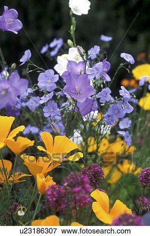 Stock Photo - bloom, Bell, Bernhard, bellflowers, bellflower, abloom. Fotosearch