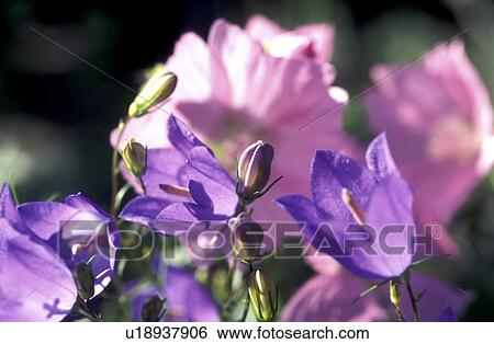 bloom, Bell, Bernhard, bellflowers, bellflower, abloom View Large Photo Image Stock Photograph - bloom, Bell, Bernhard, bellflowers, bellflower, abloom. Fotosearch