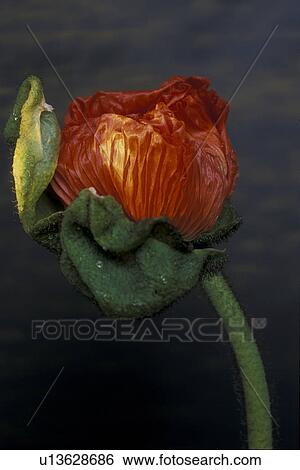 blossom, abloom, blooms, bloom, Bernhard, abenddaemmerung View Large Photo Image Stock Photograph - blossom, abloom, blooms, bloom, Bernhard, abenddaemmerung. Fotosearch