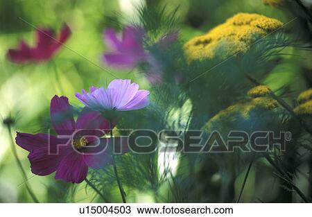 blossom, achillea, blooms, bloom, Bernhard, abloom View Large Photo Image Stock Image - blossom, achillea, blooms, bloom, Bernhard, abloom. Fotosearch