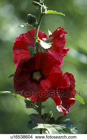 Picture - blossom, althaea, blooms, bloom, Bernhard, abloom. Fotosearch