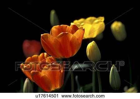 blossom, Bernhard, blooms, bloom, black, abloom View Large Photo Image Stock Image - blossom, Bernhard, blooms, bloom, black, abloom. Fotosearch