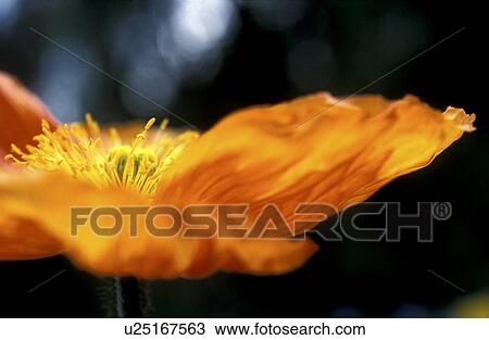 Stock Image - blossom, Bernhard, blooms, bloom, black, abloom. Fotosearch
