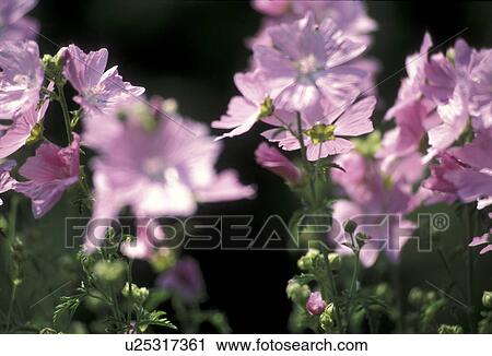 Stock Image - blossom, Bernhard, blooms, bloom, black, abloom. Fotosearch