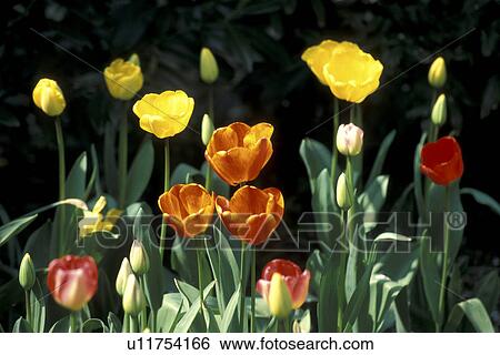 Stock Photograph - blossom, Bernhard, blooms, bloom, black, abloom. Fotosearch